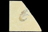 Cretaceous Fossil Shrimp - Lebanon #123939-1